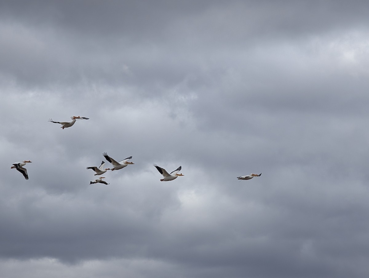 American White Pelican - ML633815179