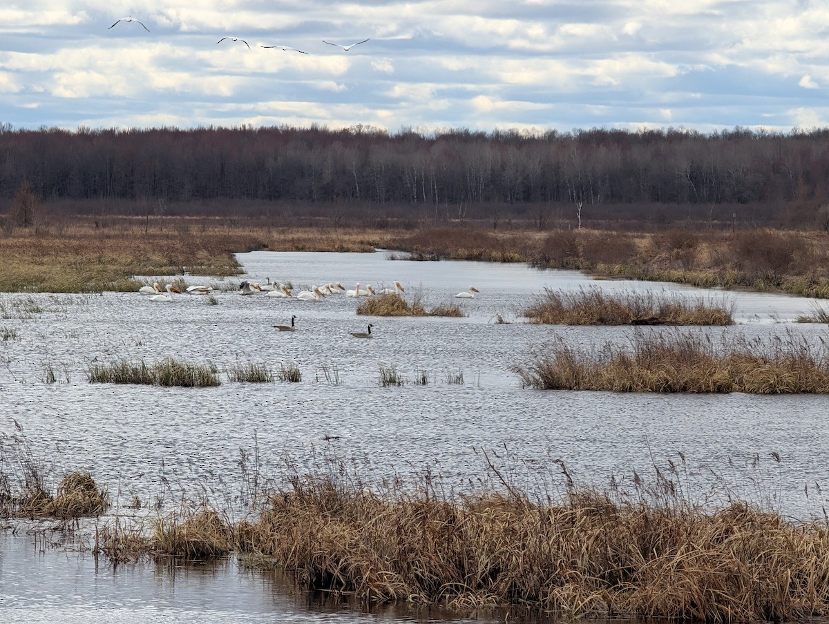 American White Pelican - ML633815181