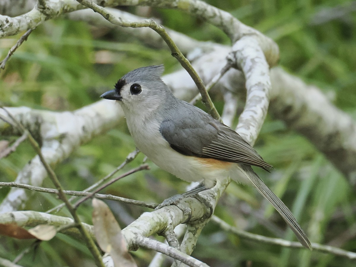 Tufted Titmouse - ML633815189