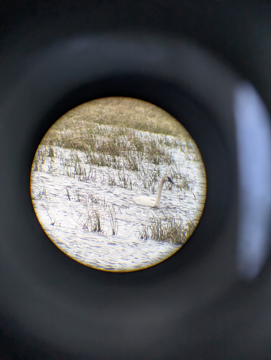 Trumpeter Swan - ML633815194