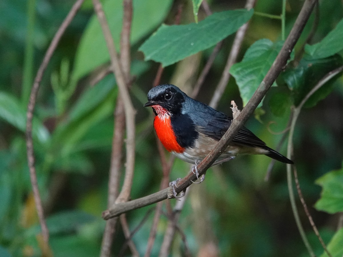 Firethroat - Dipayan Chakraborty