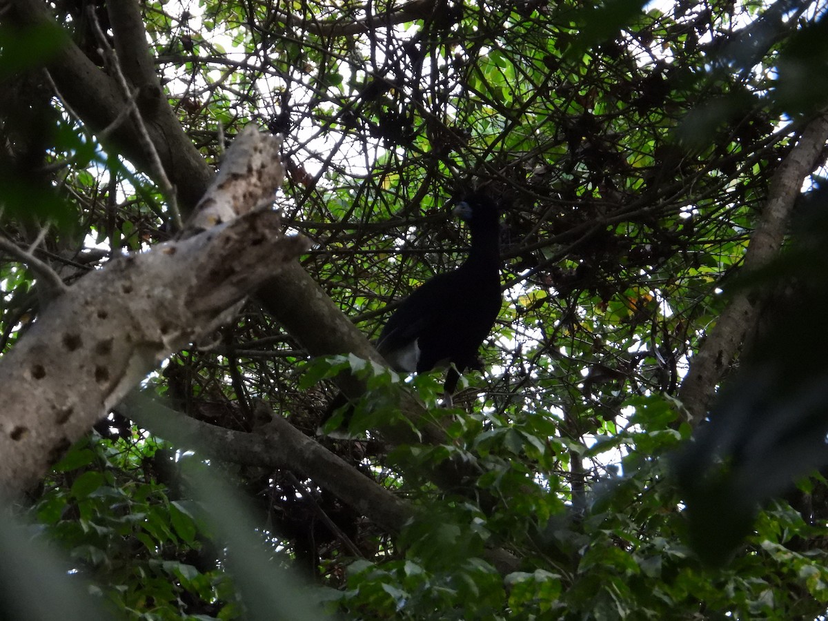 Blue-billed Curassow - ML633815302