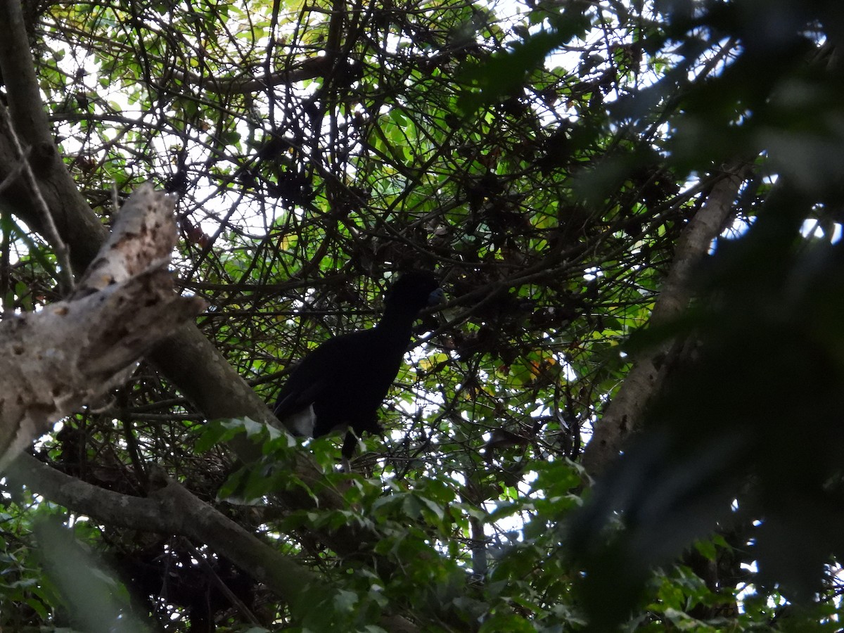 Blue-billed Curassow - ML633815303