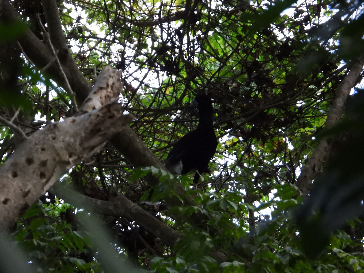Blue-billed Curassow - ML633815304