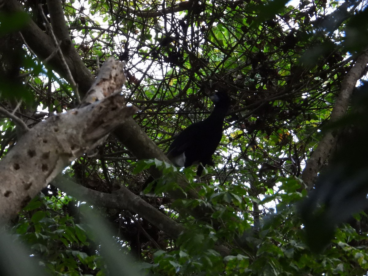 Blue-billed Curassow - ML633815309