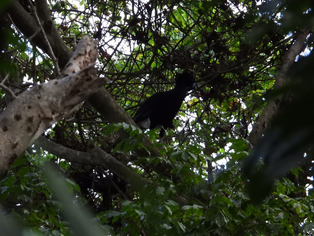 Blue-billed Curassow - ML633815310