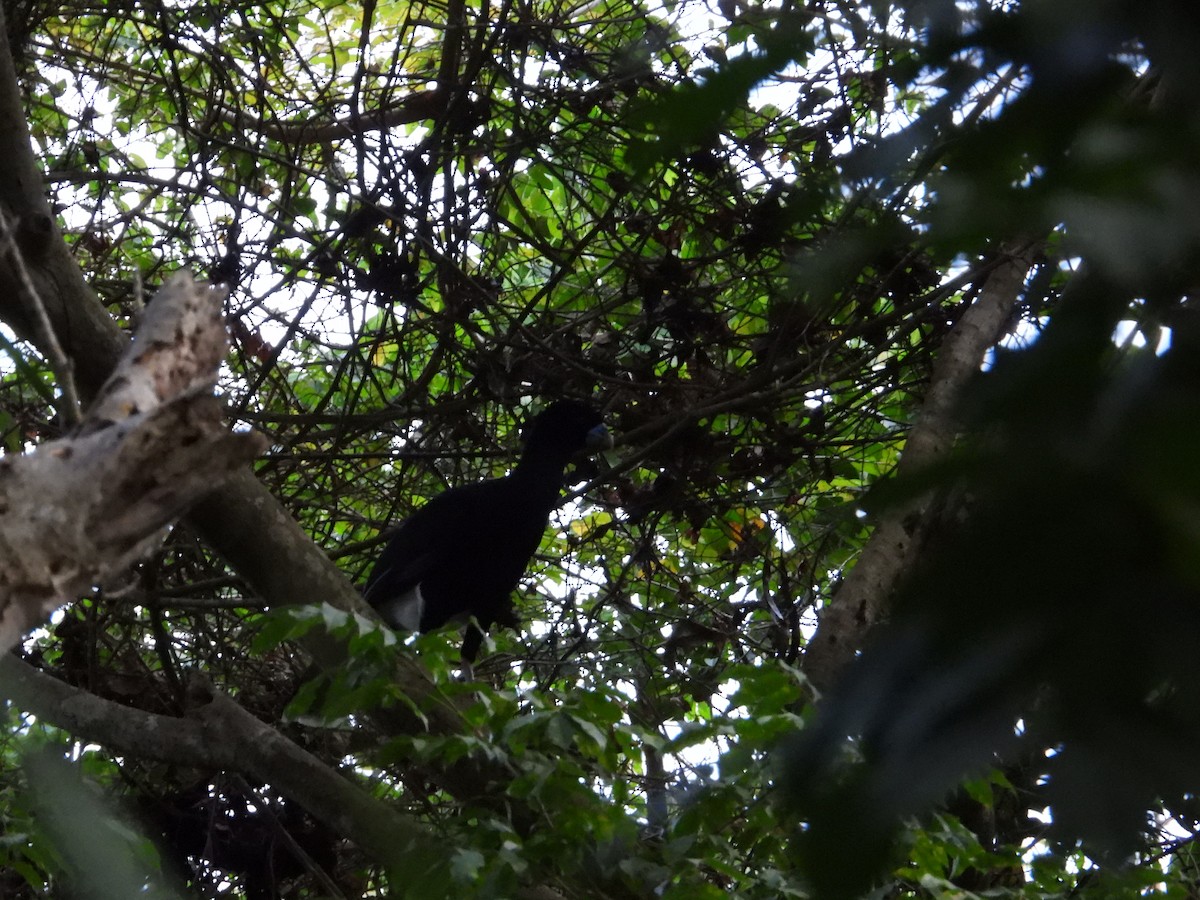 Blue-billed Curassow - ML633815311