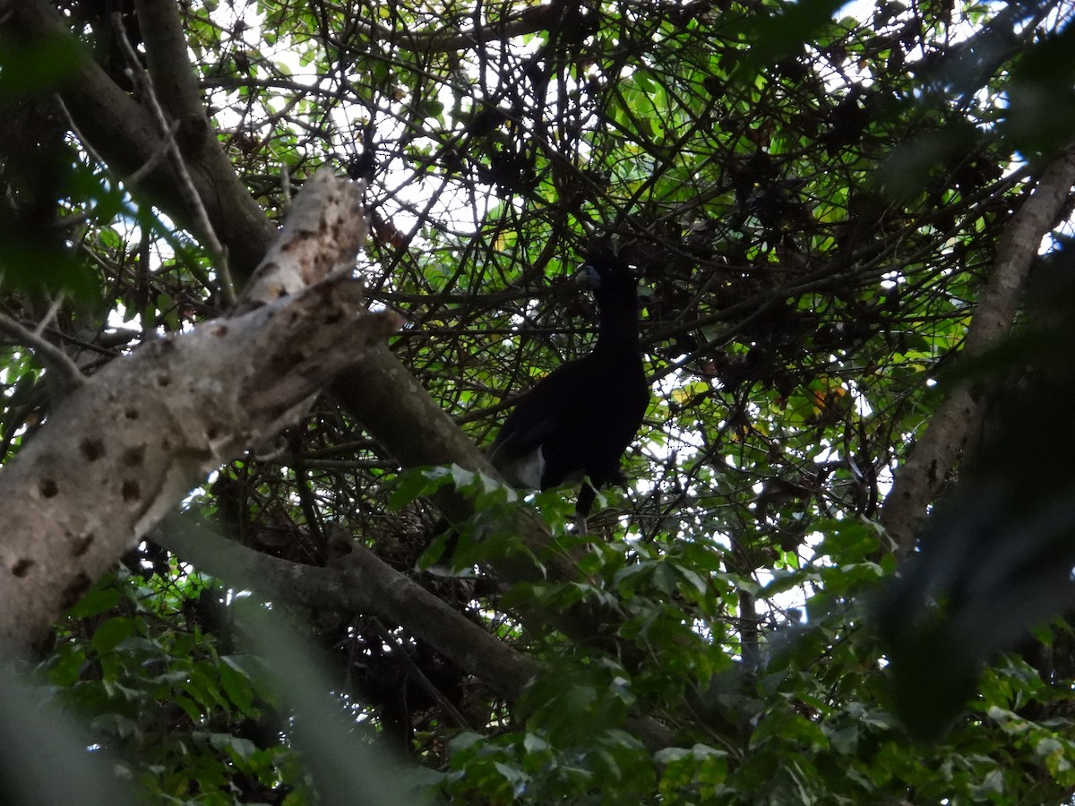 Blue-billed Curassow - ML633815312