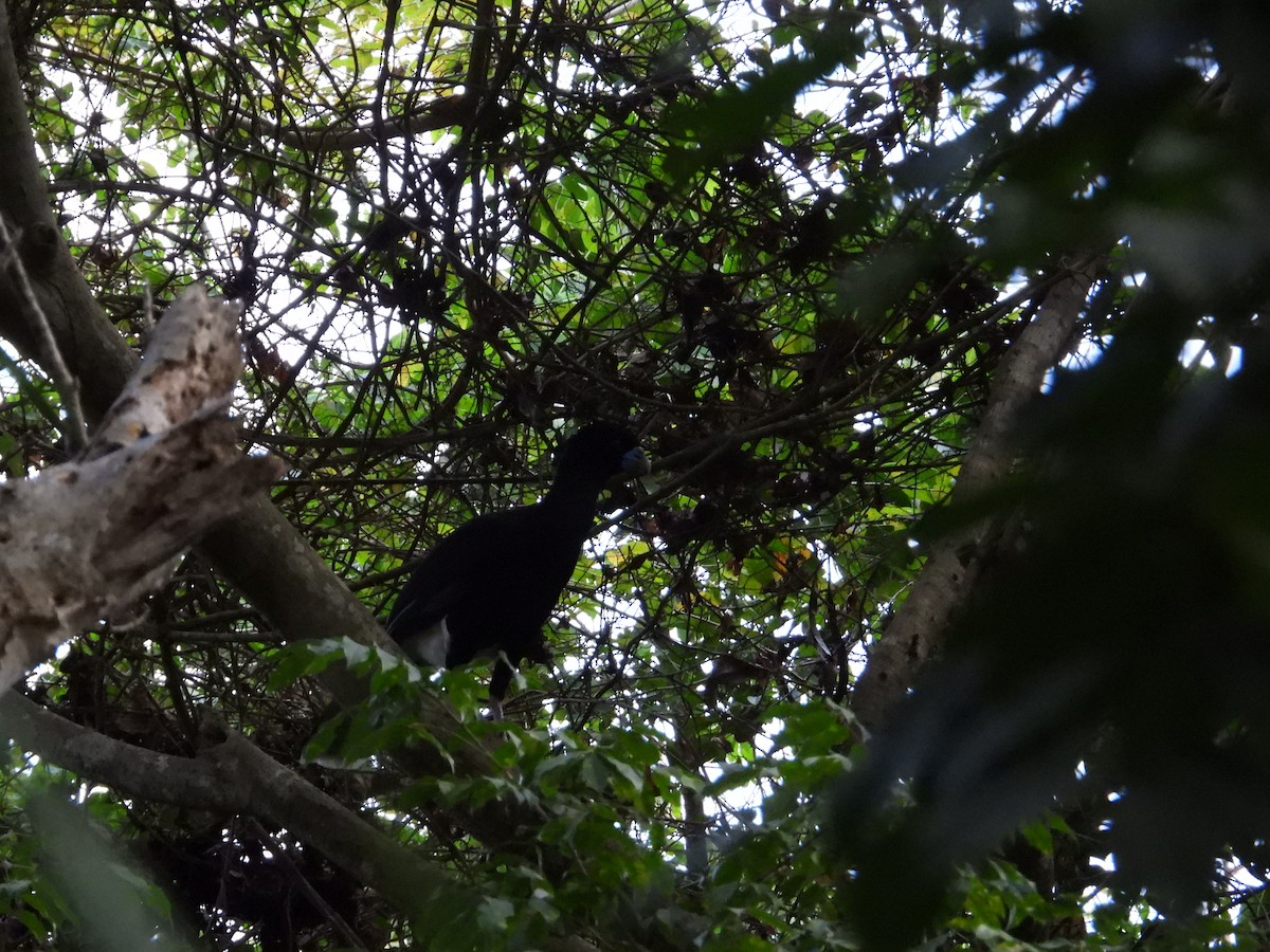 Blue-billed Curassow - ML633815313