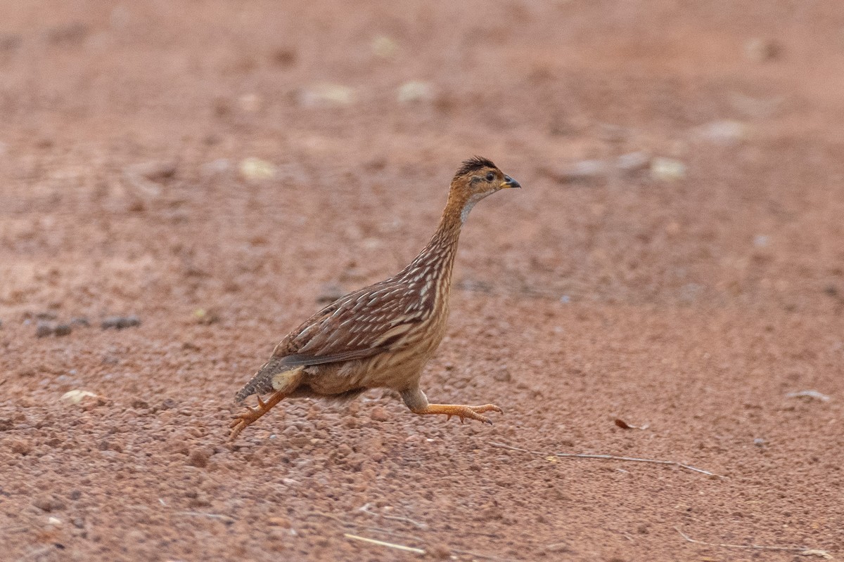 White-throated Francolin - ML633815327