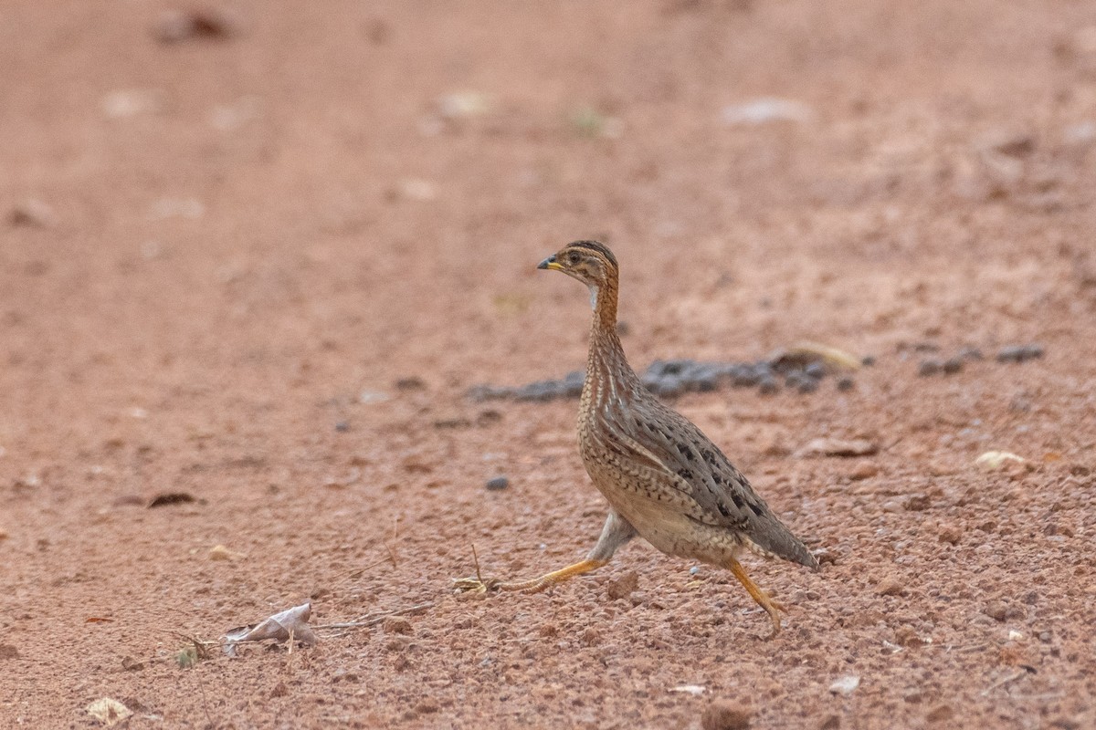 White-throated Francolin - ML633815328