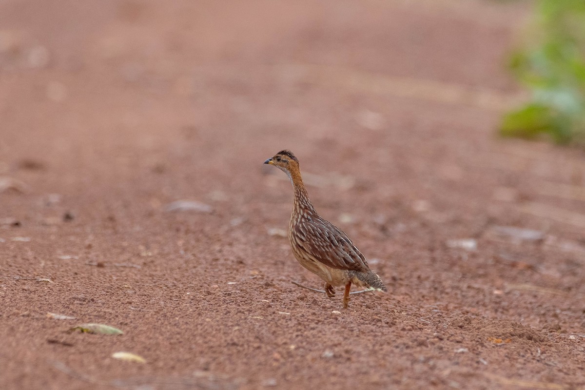 White-throated Francolin - ML633815329