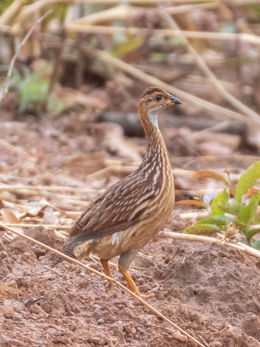 White-throated Francolin - ML633815330