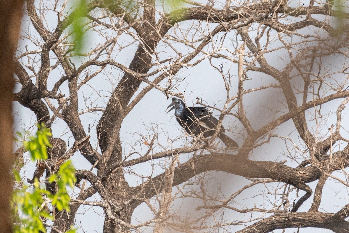 Abyssinian Ground-Hornbill - ML633815372