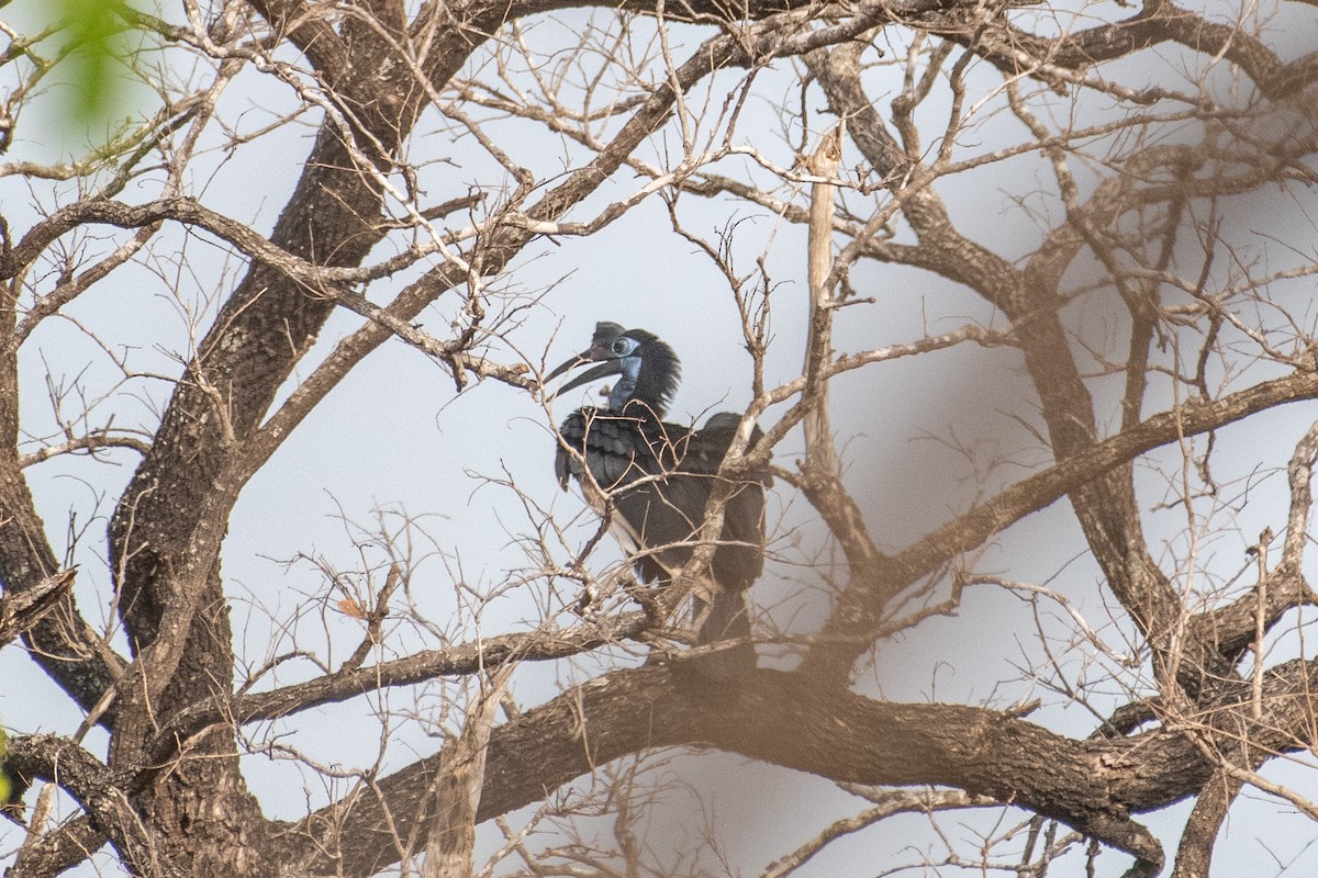 Abyssinian Ground-Hornbill - ML633815373