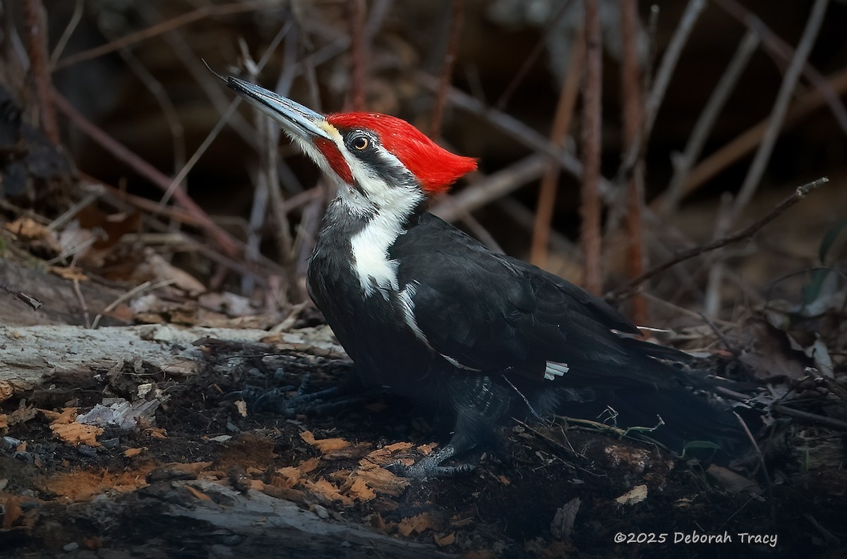 Pileated Woodpecker - ML633815383