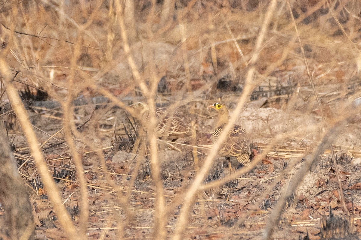Four-banded Sandgrouse - ML633815406