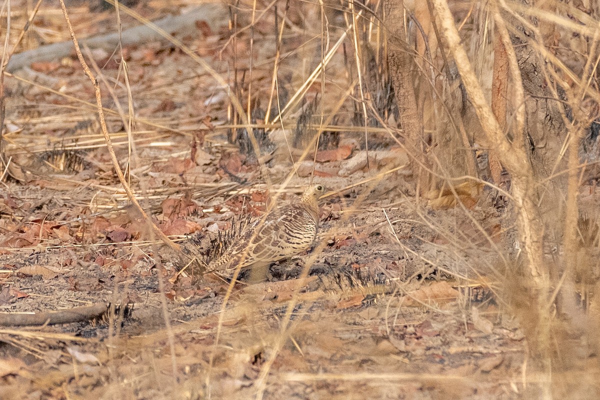 Four-banded Sandgrouse - ML633815407