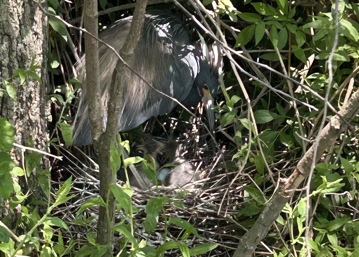 Tricolored Heron - ML633815418