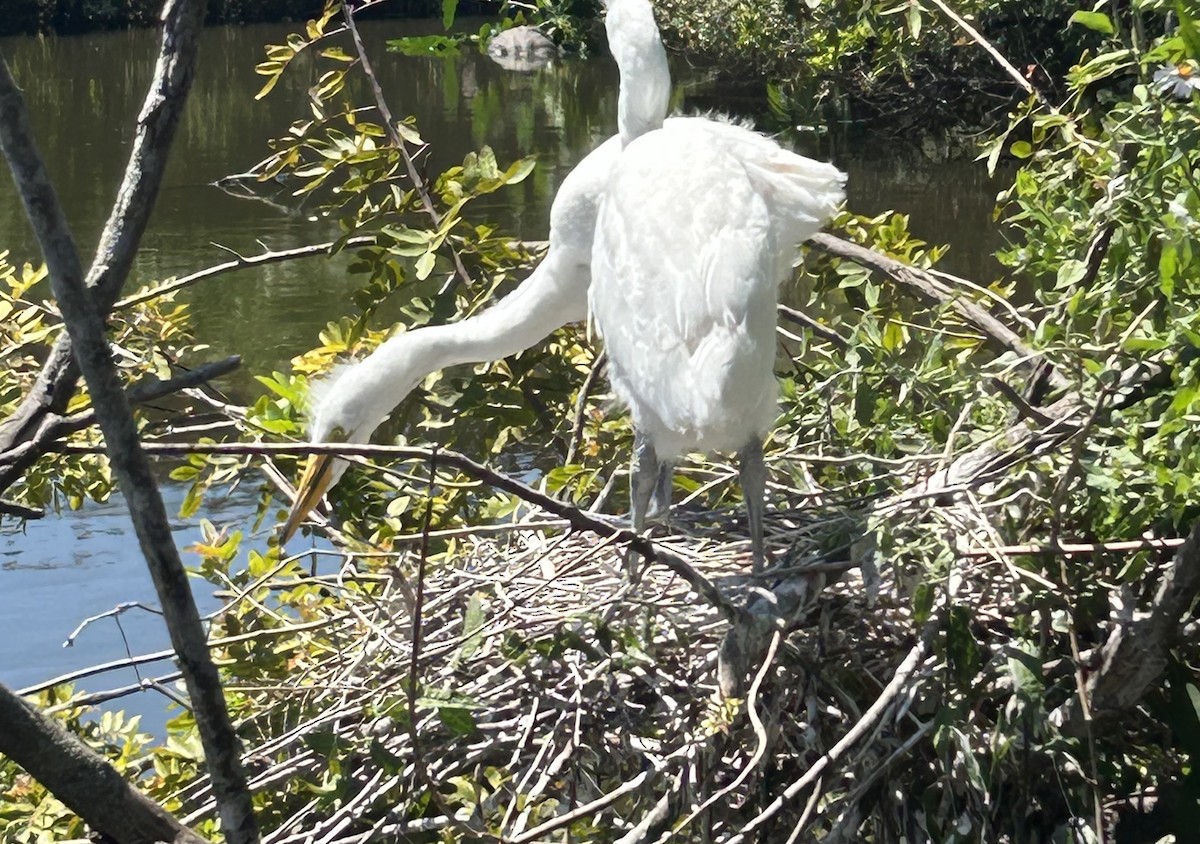 Great Egret - ML633815435