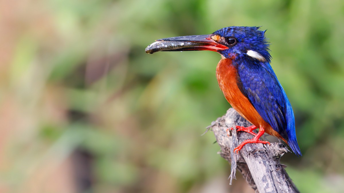 Blue-eared Kingfisher - ML633815783