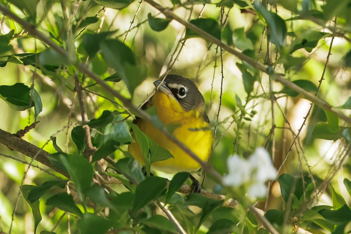 Yellow-breasted Chat - ML633816084