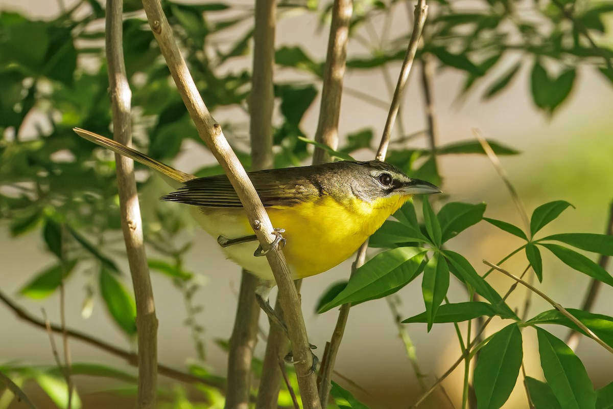 Yellow-breasted Chat - ML633816102