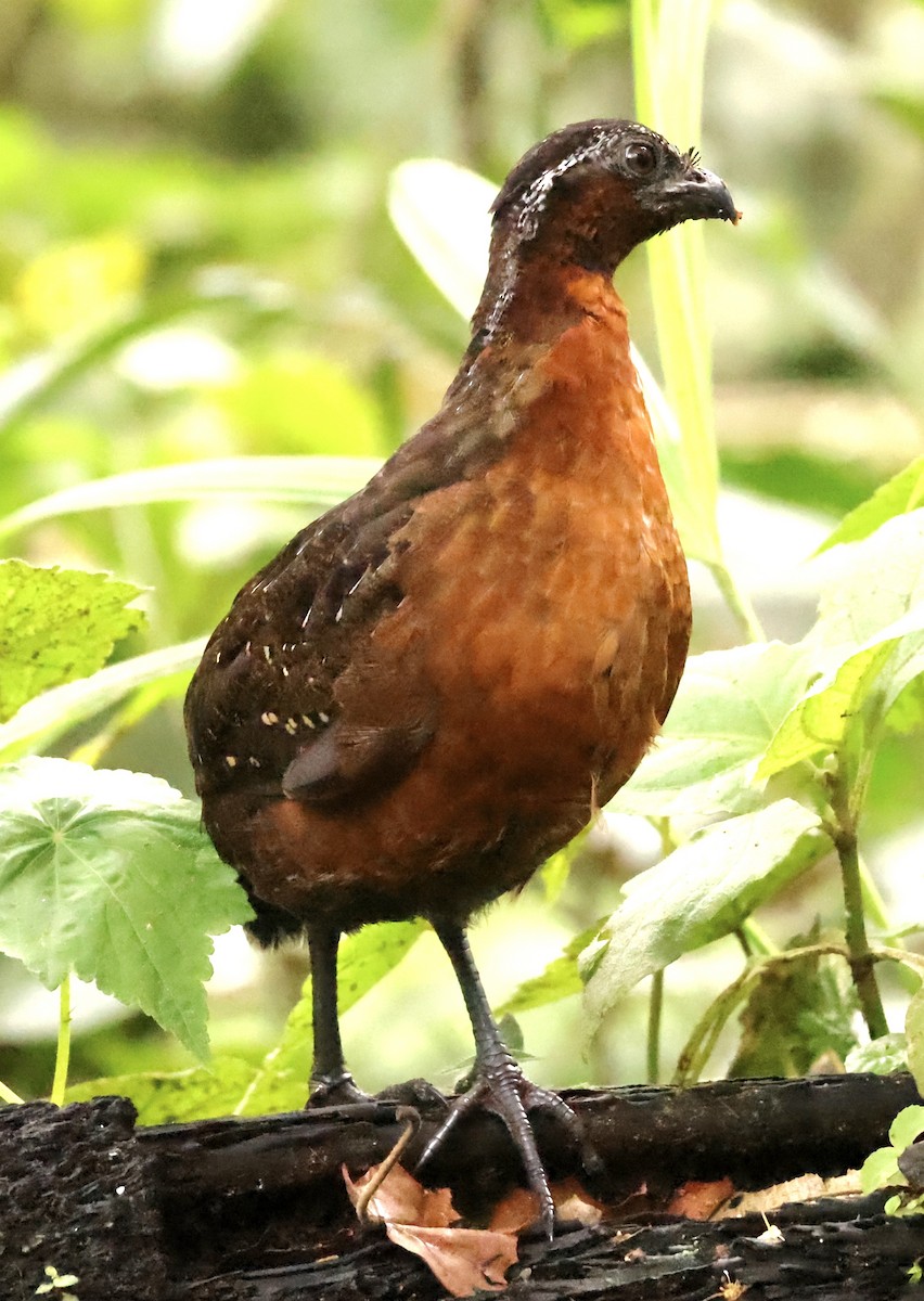 Rufous-breasted Wood-Quail - ML633816112