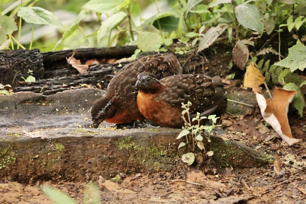 Rufous-breasted Wood-Quail - ML633816113