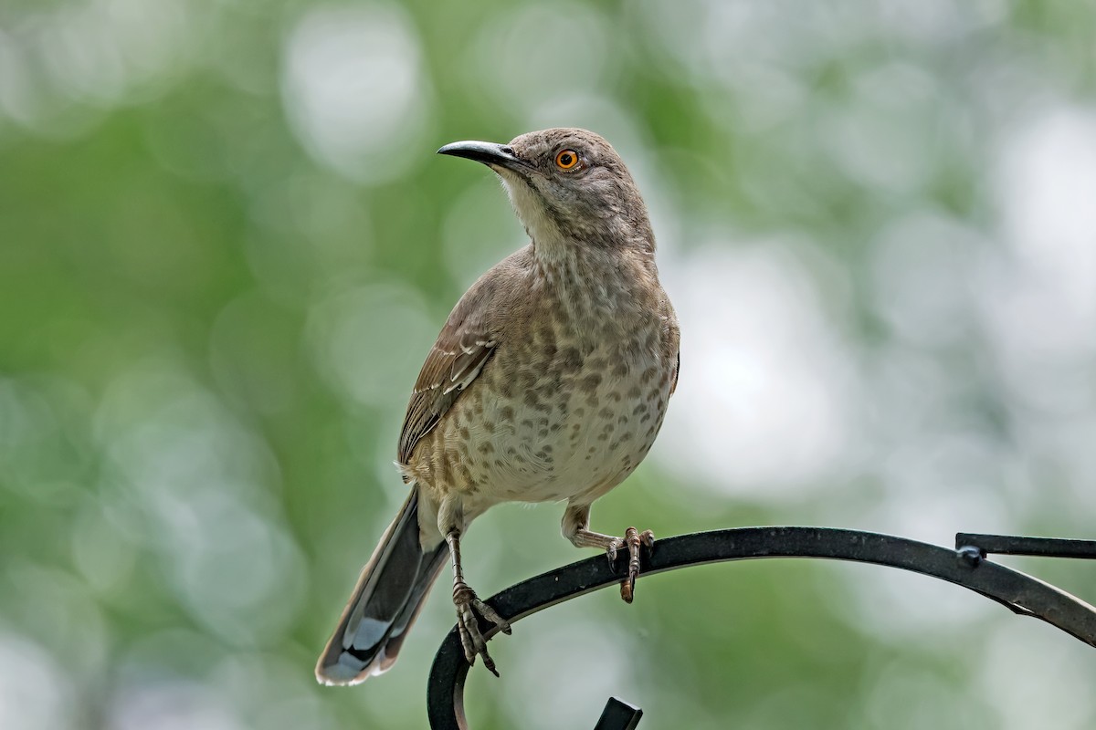 Curve-billed Thrasher - ML633816141