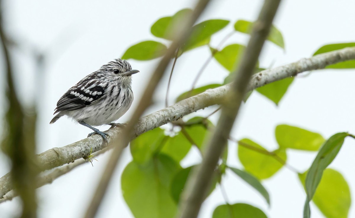 Pacific Antwren - ML633816183