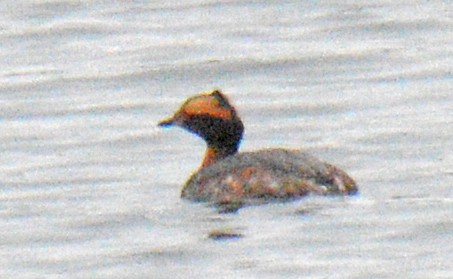 Horned Grebe - ML633816284
