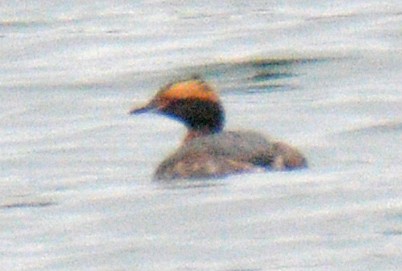 Horned Grebe - ML633816285