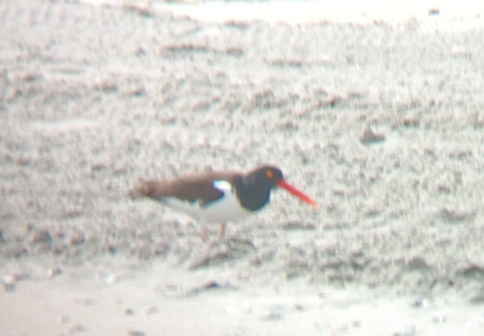 American Oystercatcher - ML633816443