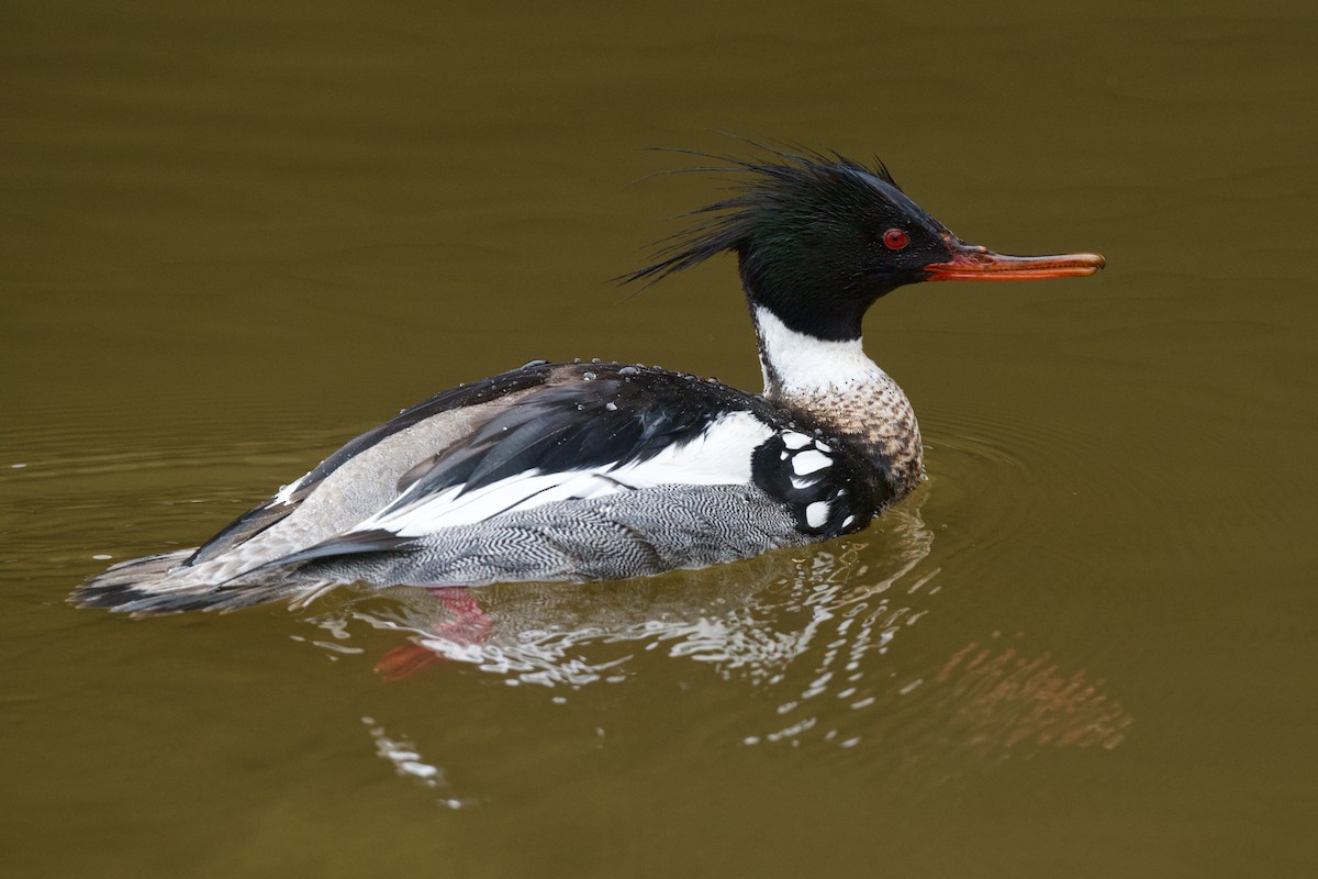 מרגון בינוני - ML633816453