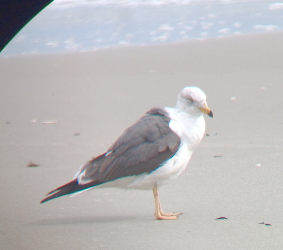 Lesser Black-backed Gull - ML633816462