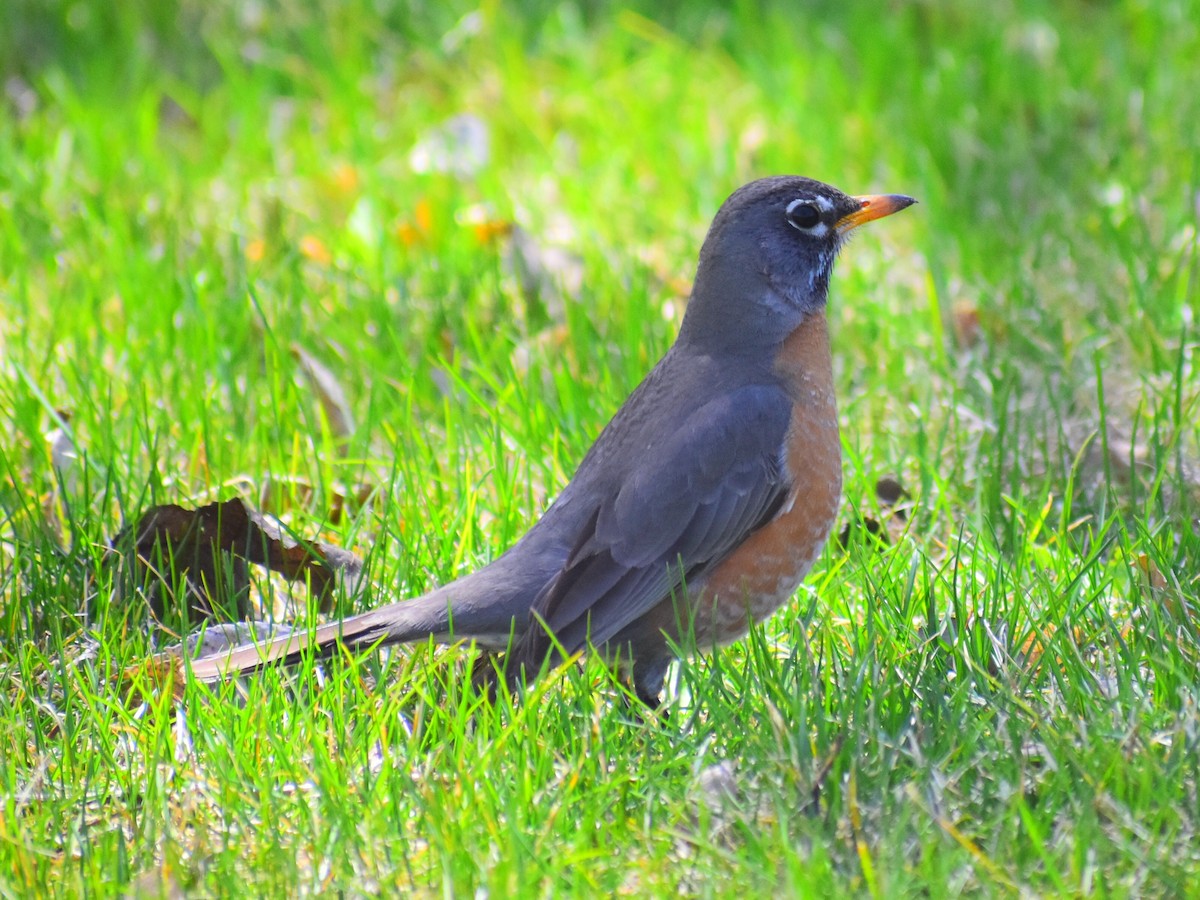 American Robin (migratorius Group) - ML633816627