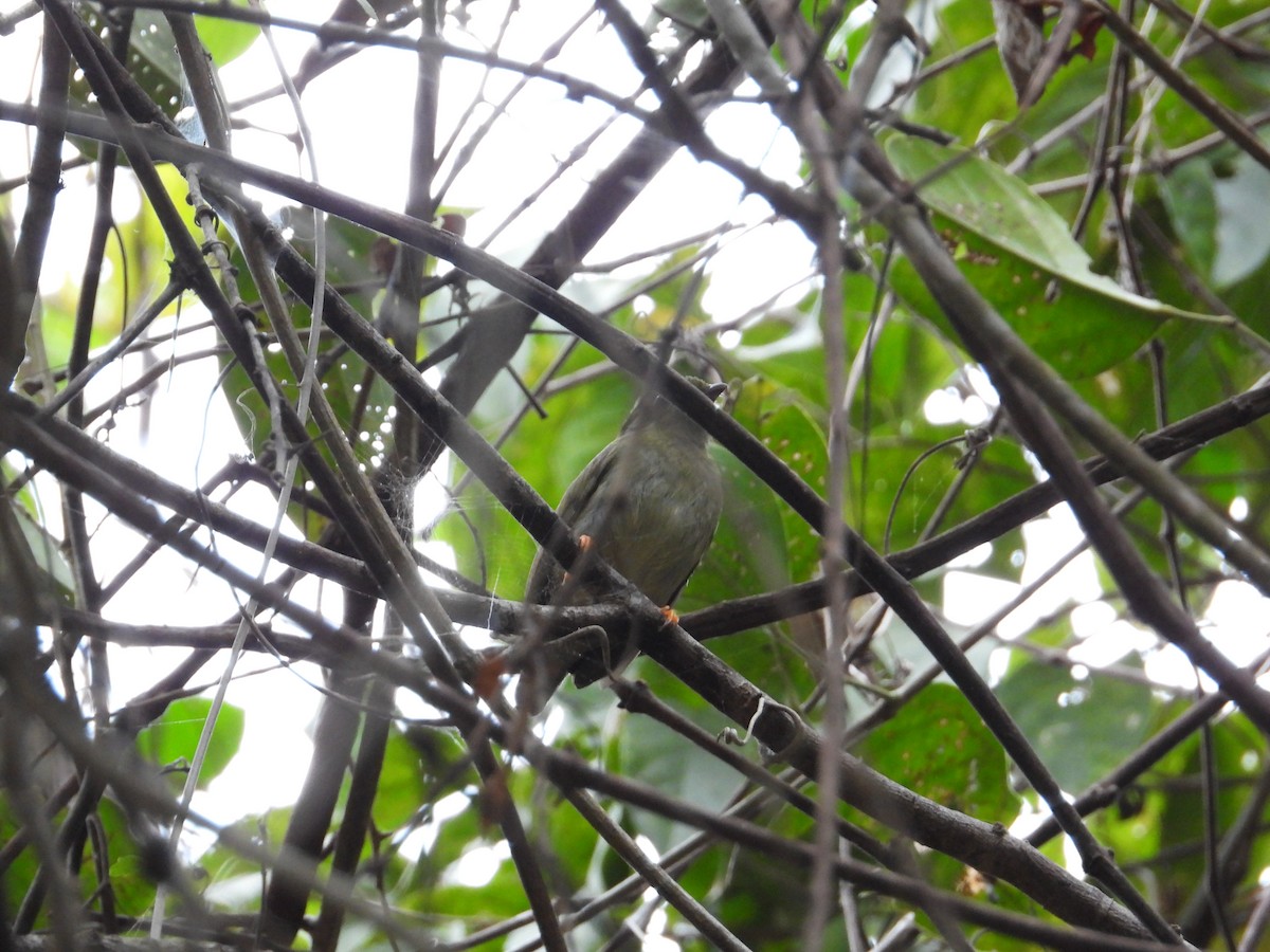 Pale-bellied Hermit - ML633816692