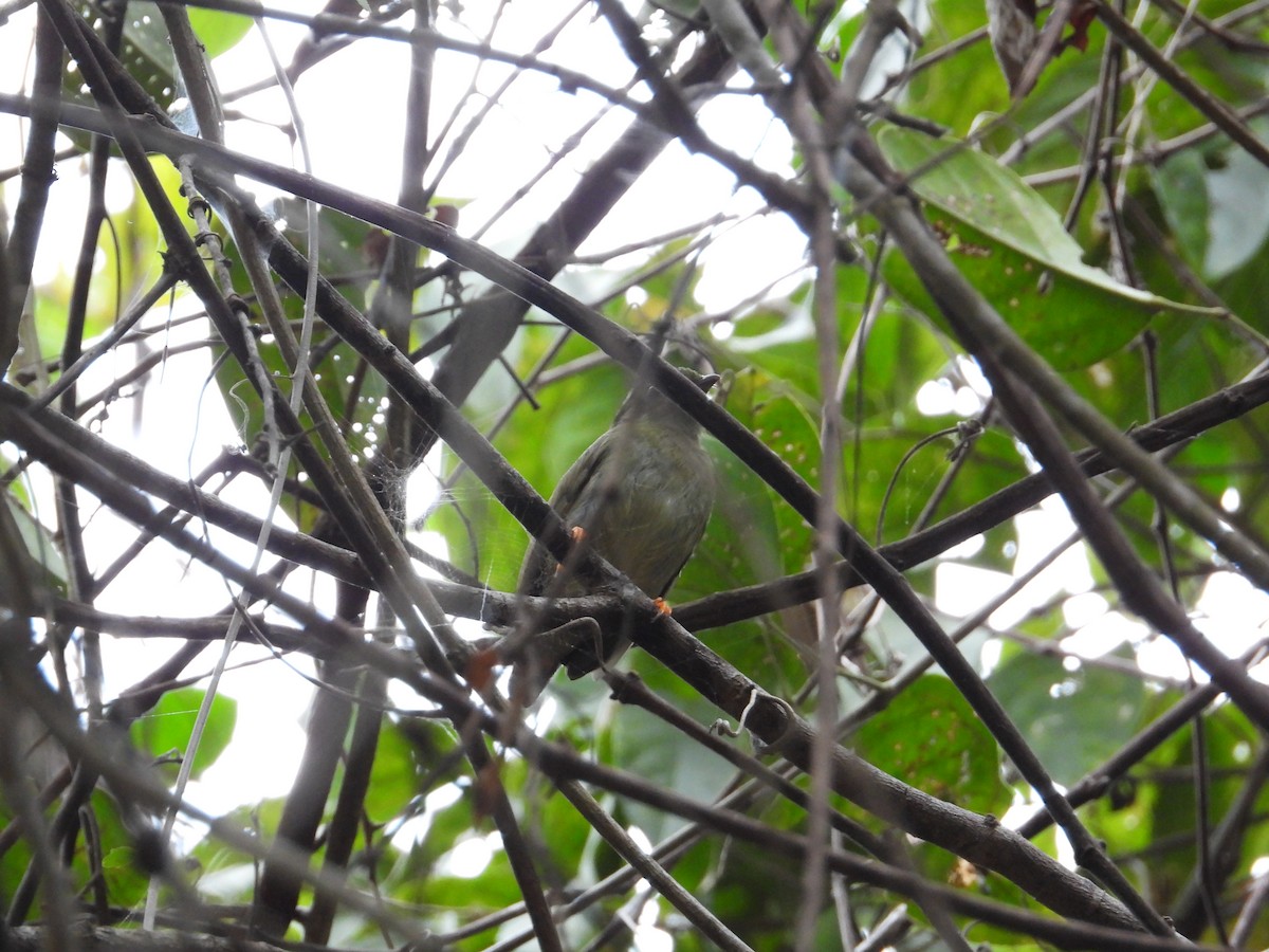 Pale-bellied Hermit - ML633816693