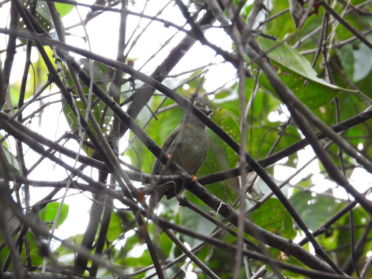 Pale-bellied Hermit - ML633816696