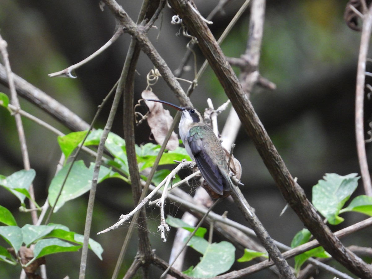 Pale-bellied Hermit - ML633816697