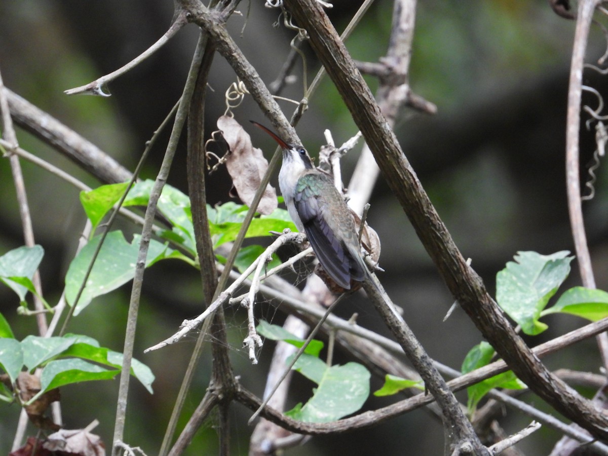 Pale-bellied Hermit - ML633816704