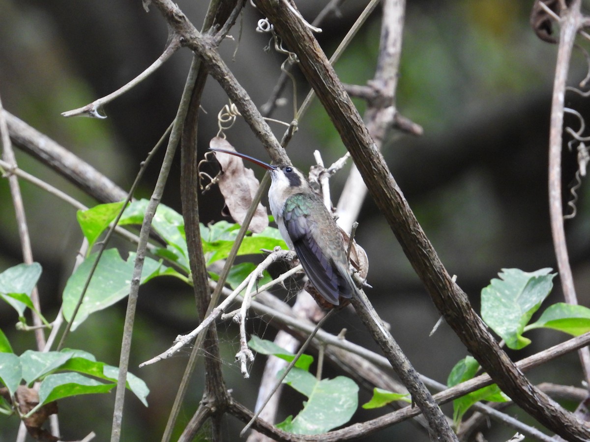 Pale-bellied Hermit - ML633816705