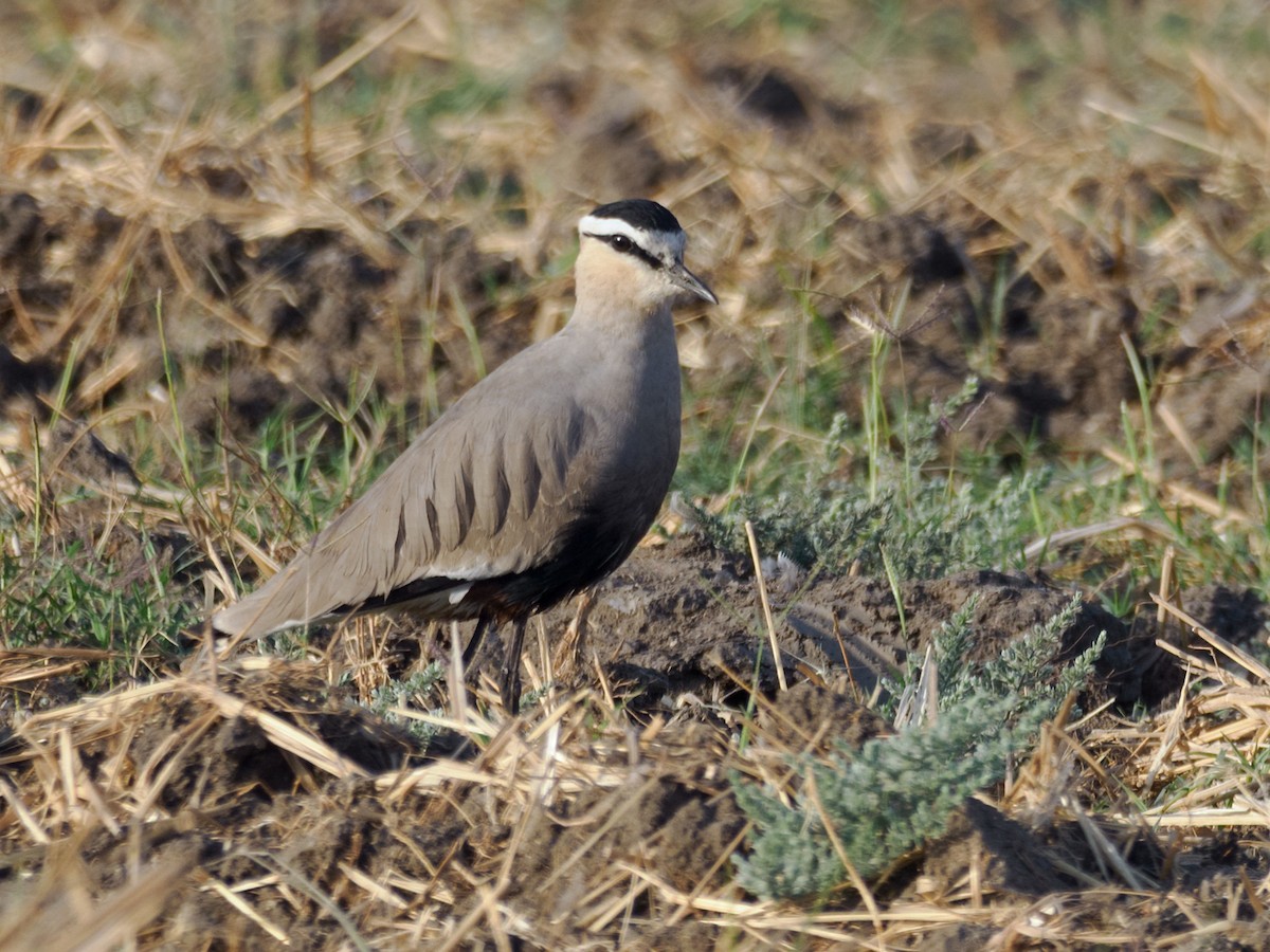 Sociable Lapwing - ML633816761