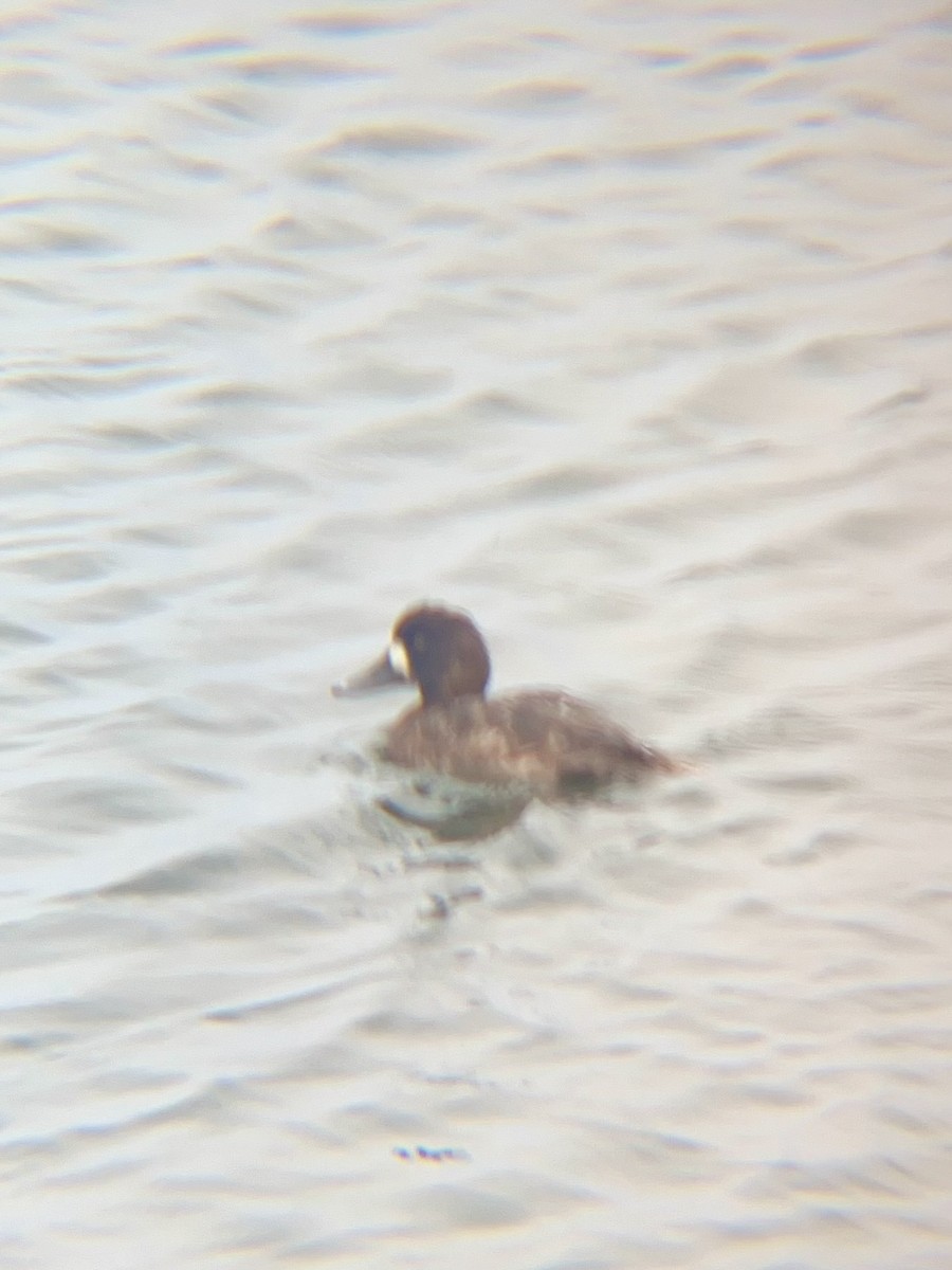 Lesser Scaup - ML633817036