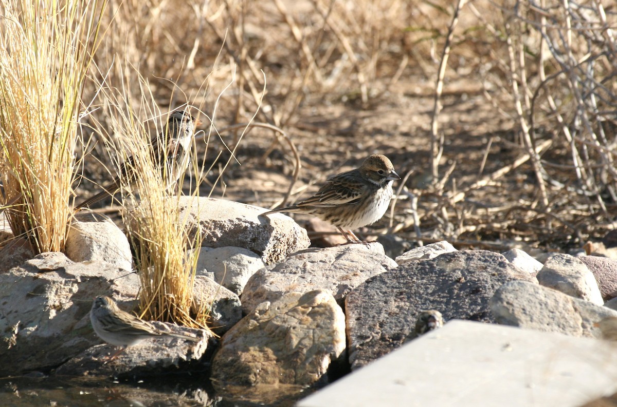 Lark Bunting - ML633817073