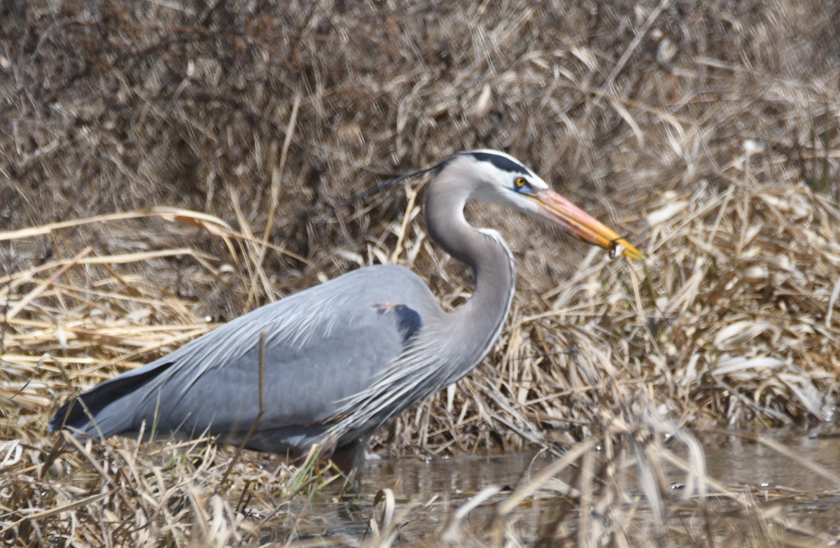 Great Blue Heron - ML633817154