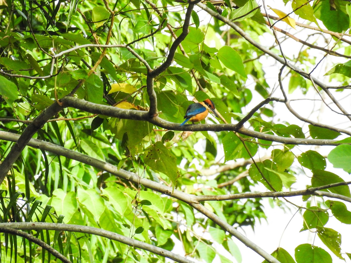 Cinnamon-banded Kingfisher - ML63381731