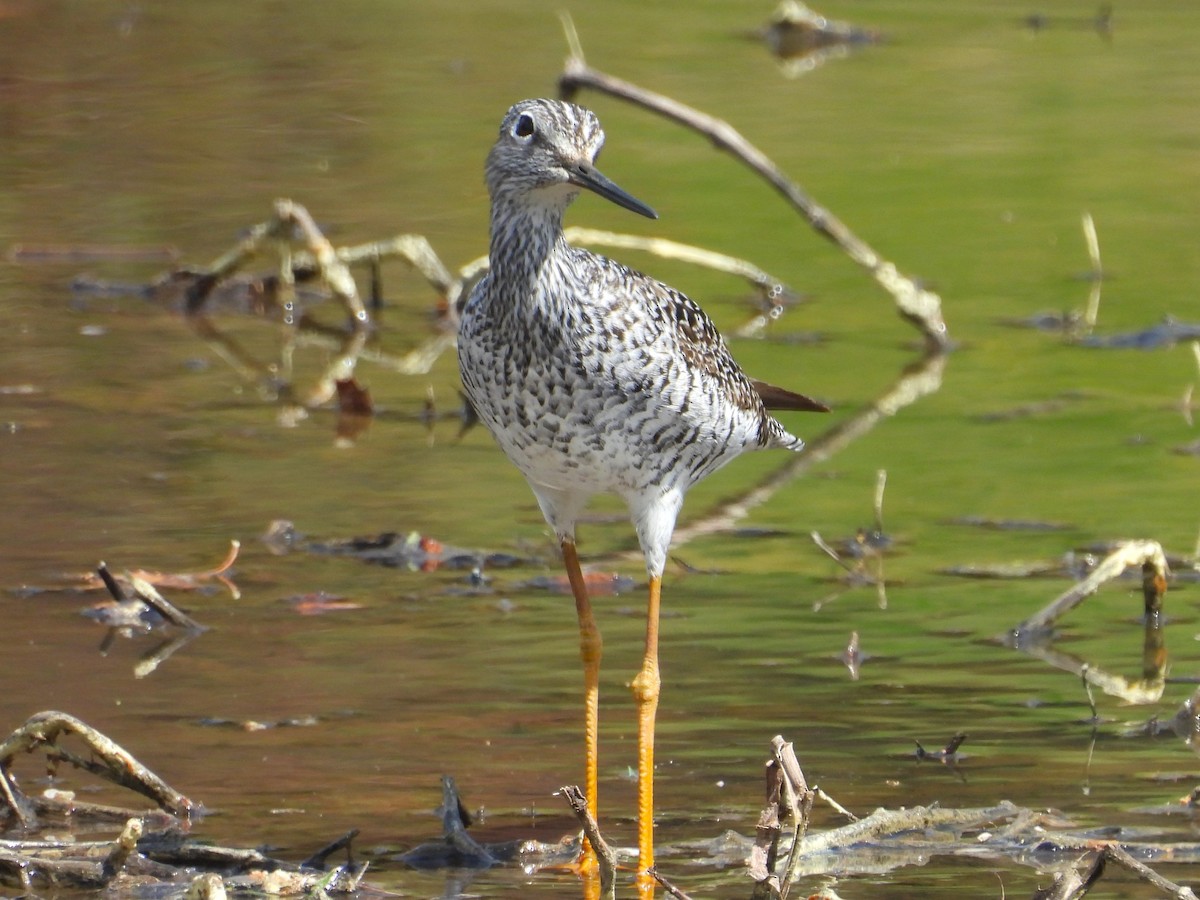 Greater Yellowlegs - ML633817417