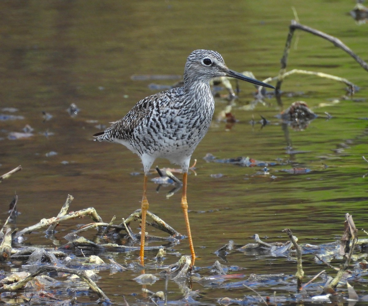 Greater Yellowlegs - ML633817423